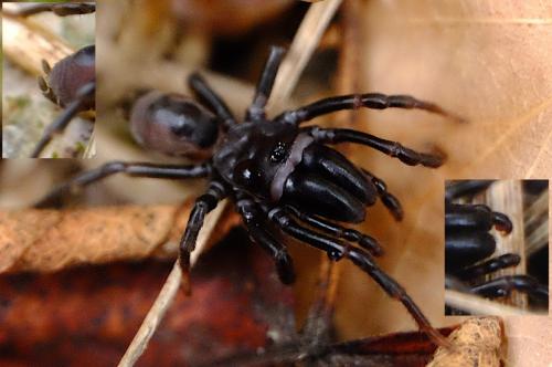 Réf. 268 072 : Atypus affinis